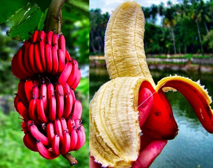 Health Benefits of Red Bananas