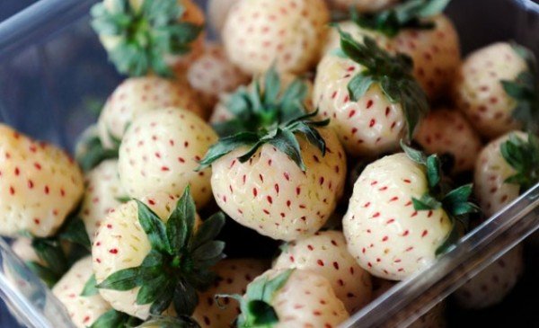 pineberries