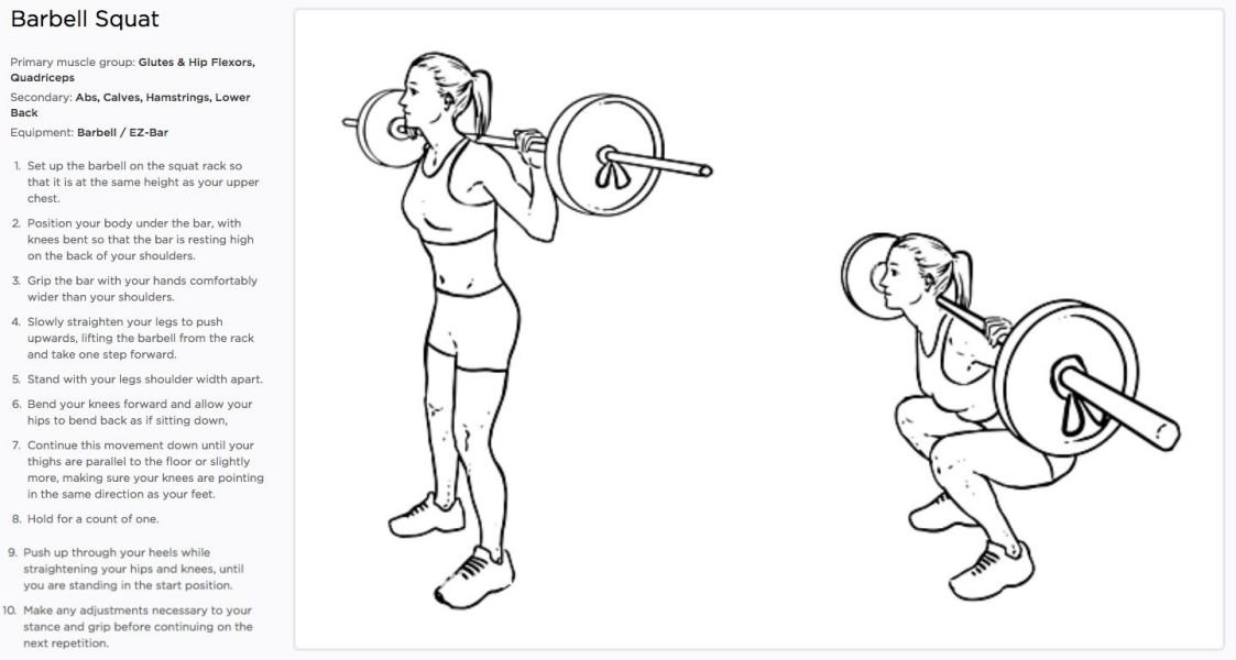 Barbell Squat Exercise For Quadriceps