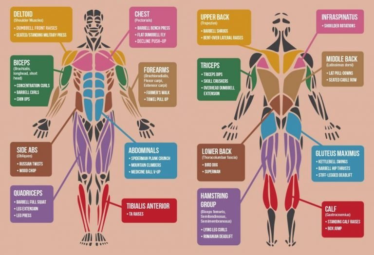 Best Exercises Targeting Each Muscle Group Of The Body Fitneass Best Exercises Targeting Each Muscle Group Of The Body Fitneass