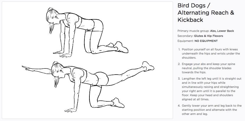what is a bird exercise bird exercise for lower back what is a bird exercise bird exercise for lower back
