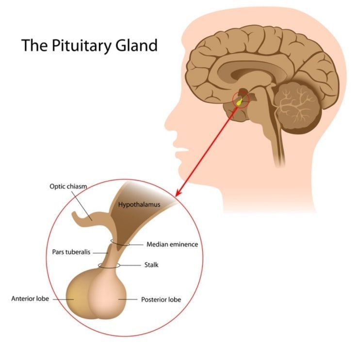 Human Growth Hormone HGH - Pituitary Gland